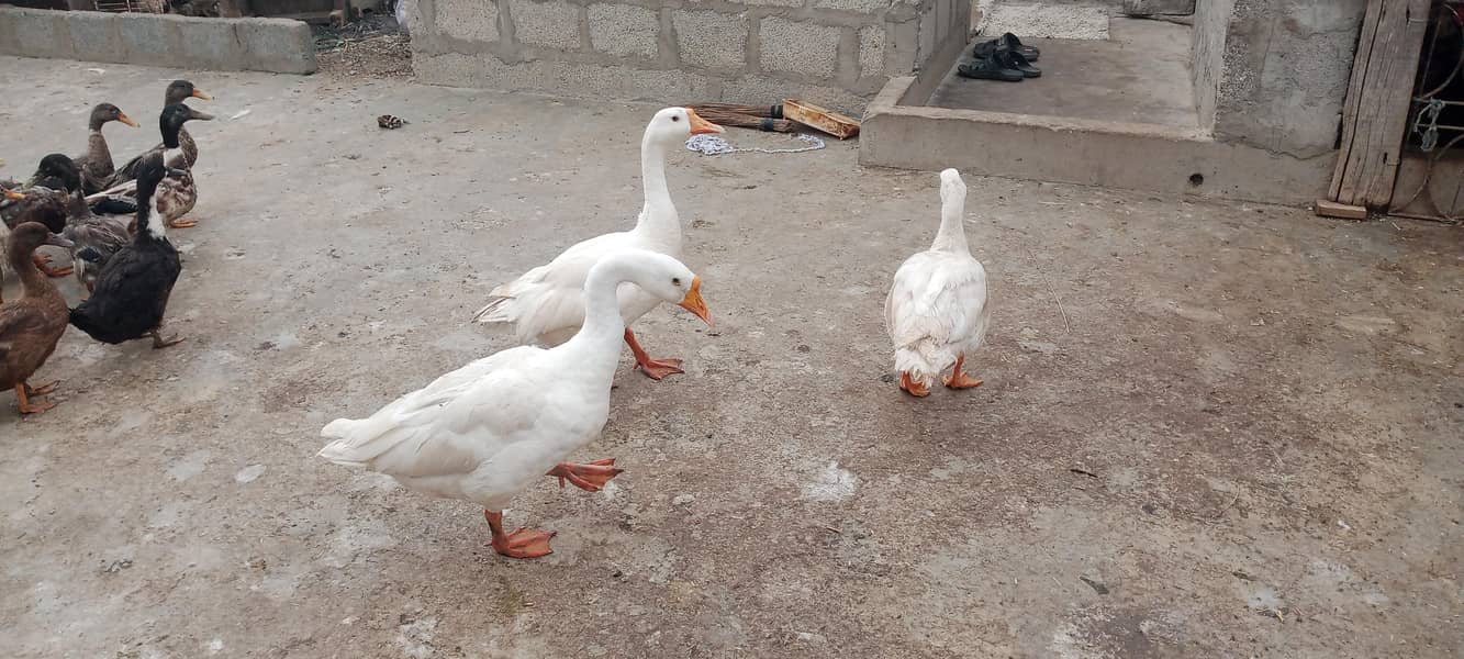 Longneck Ducks 0
