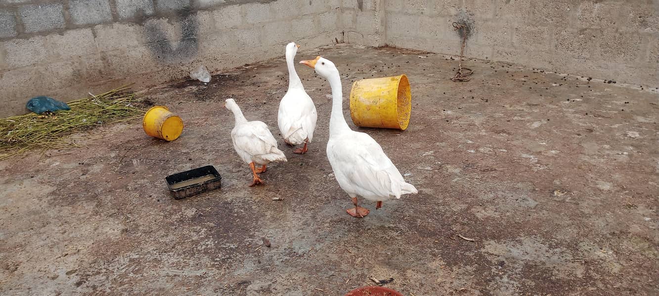Longneck Ducks 1