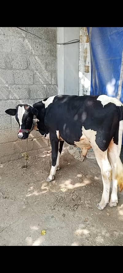 Breeder bull for sale
