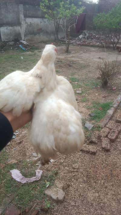 white bentum female