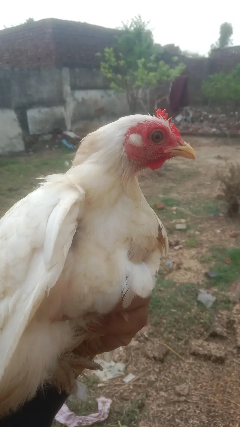 white bentum female — photo 3