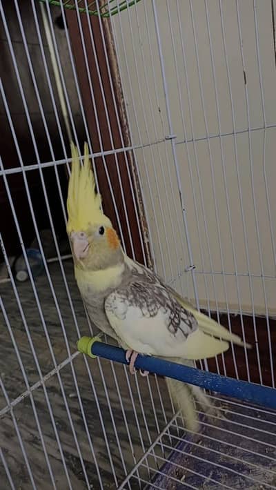 Young breeder cocktail male