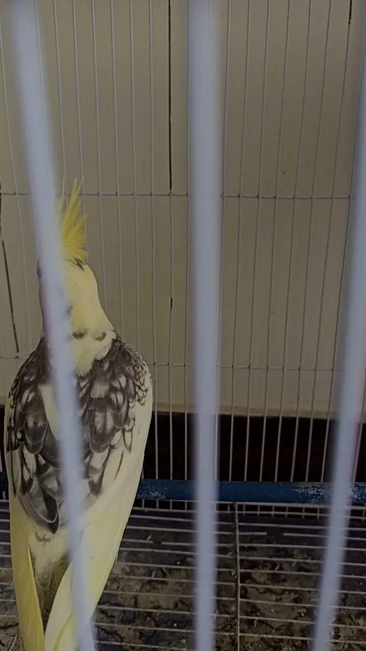 Young breeder cocktail male — photo 3