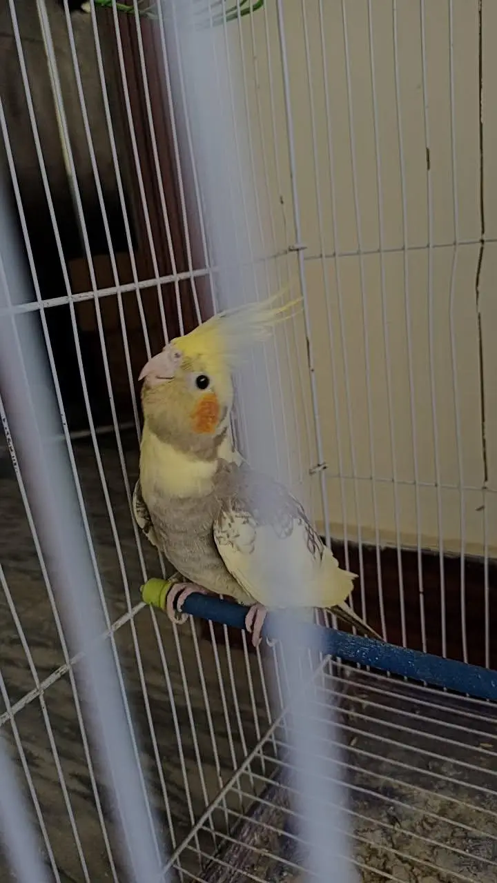 Young breeder cocktail male — photo 4