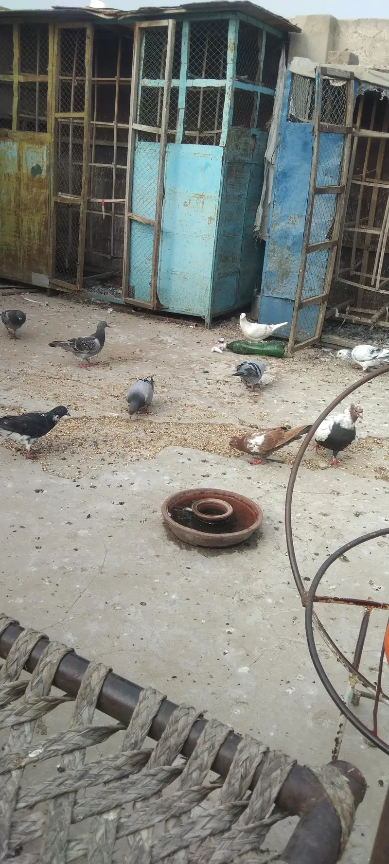 homer aur grazer — photo 3