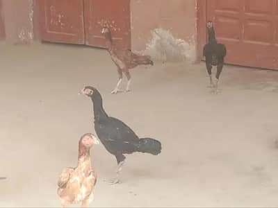 Aseel beautiful hens Eggs dy rhi Hy
