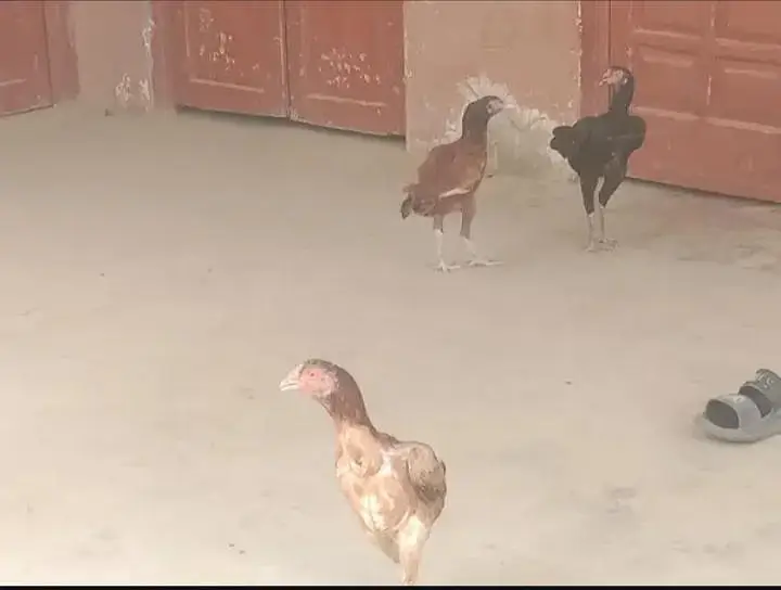 Aseel beautiful hens Eggs dy rhi Hy — photo 2
