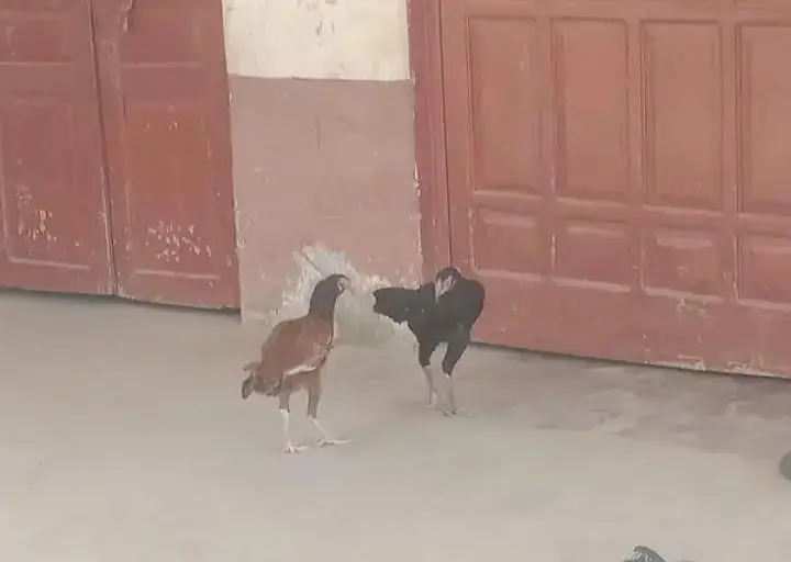 Aseel beautiful hens Eggs dy rhi Hy — photo 3