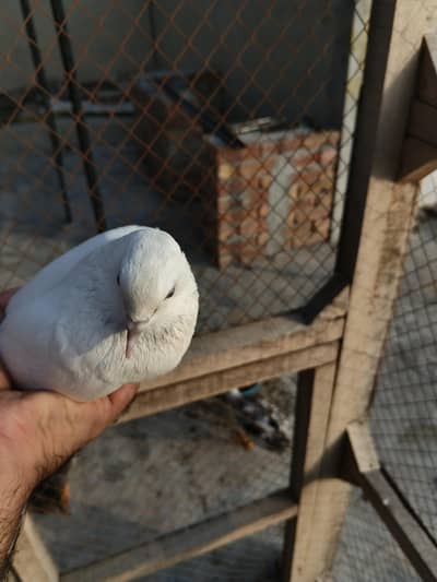 deewan sb wali 2 breeder female