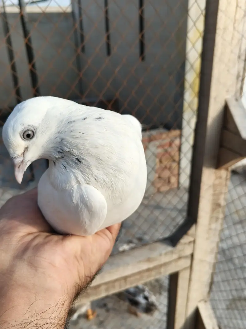 deewan sb wali 2 breeder female — photo 2
