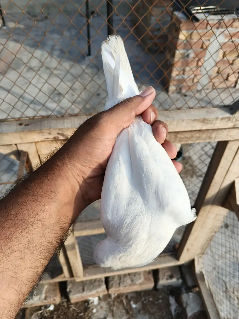 deewan sb wali 2 breeder female — photo 3