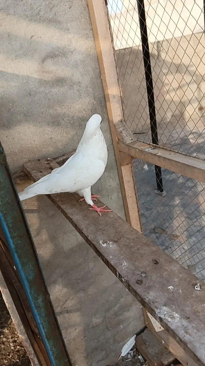 deewan sb wali 2 breeder female — photo 6
