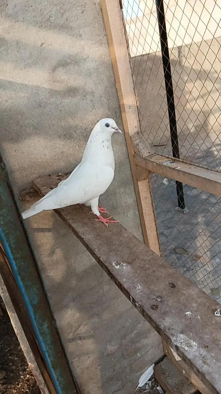 deewan sb wali 2 breeder female — photo 7