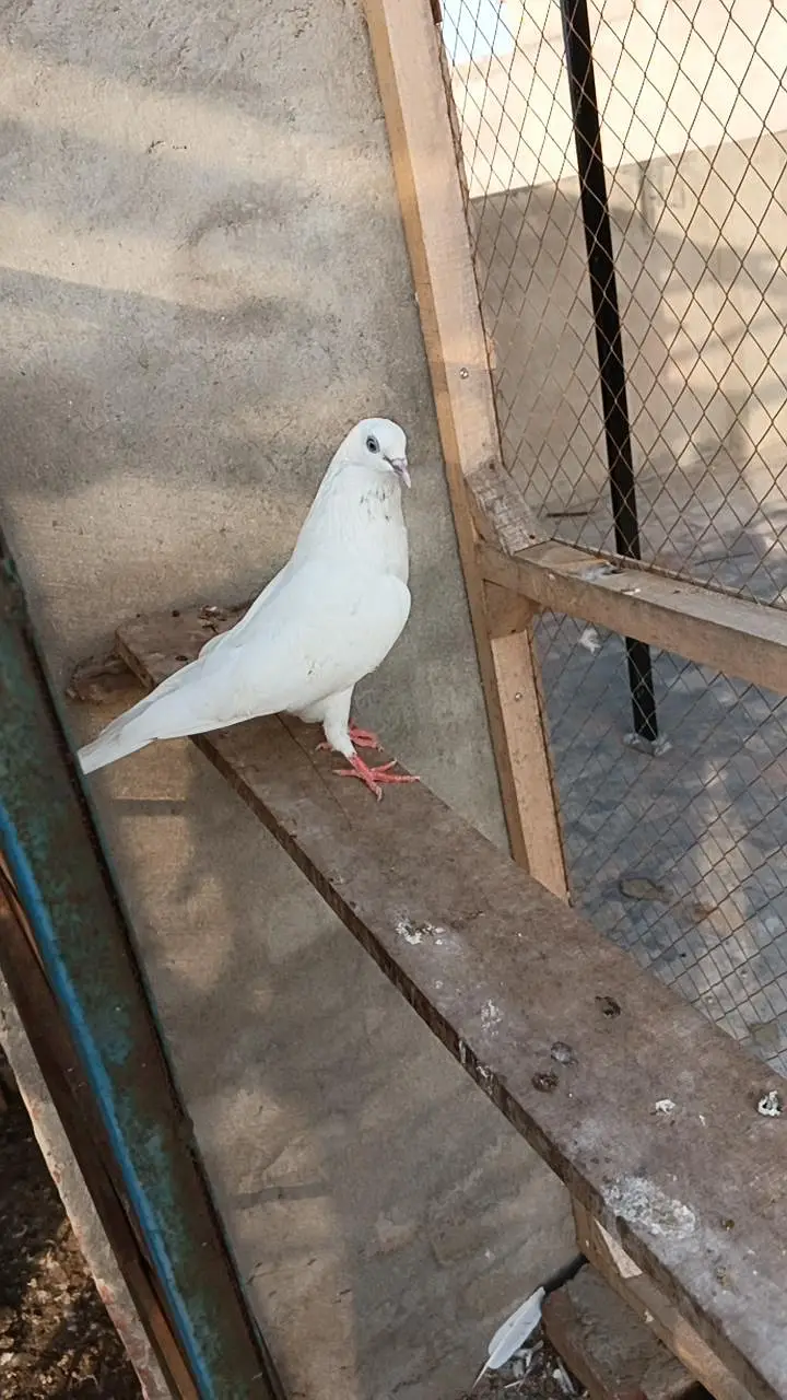 deewan sb wali 2 breeder female — photo 8