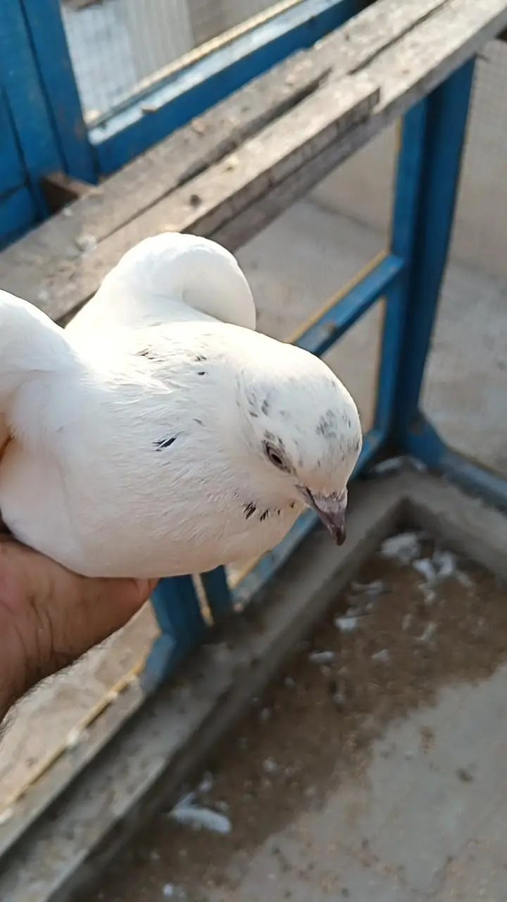 deewan sb wali 2 breeder female — photo 9