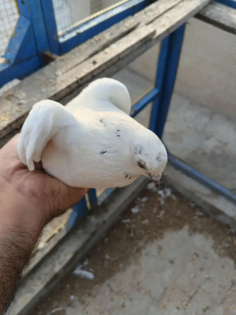 deewan sb wali 2 breeder female — photo 10