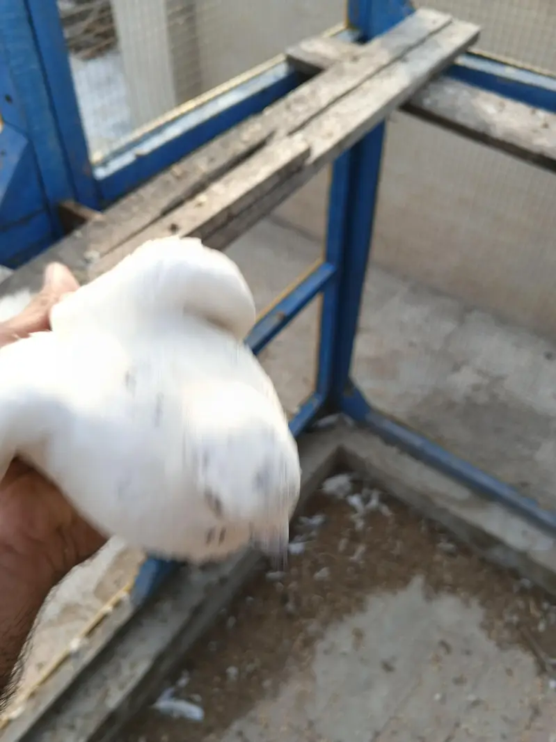 deewan sb wali 2 breeder female — photo 11