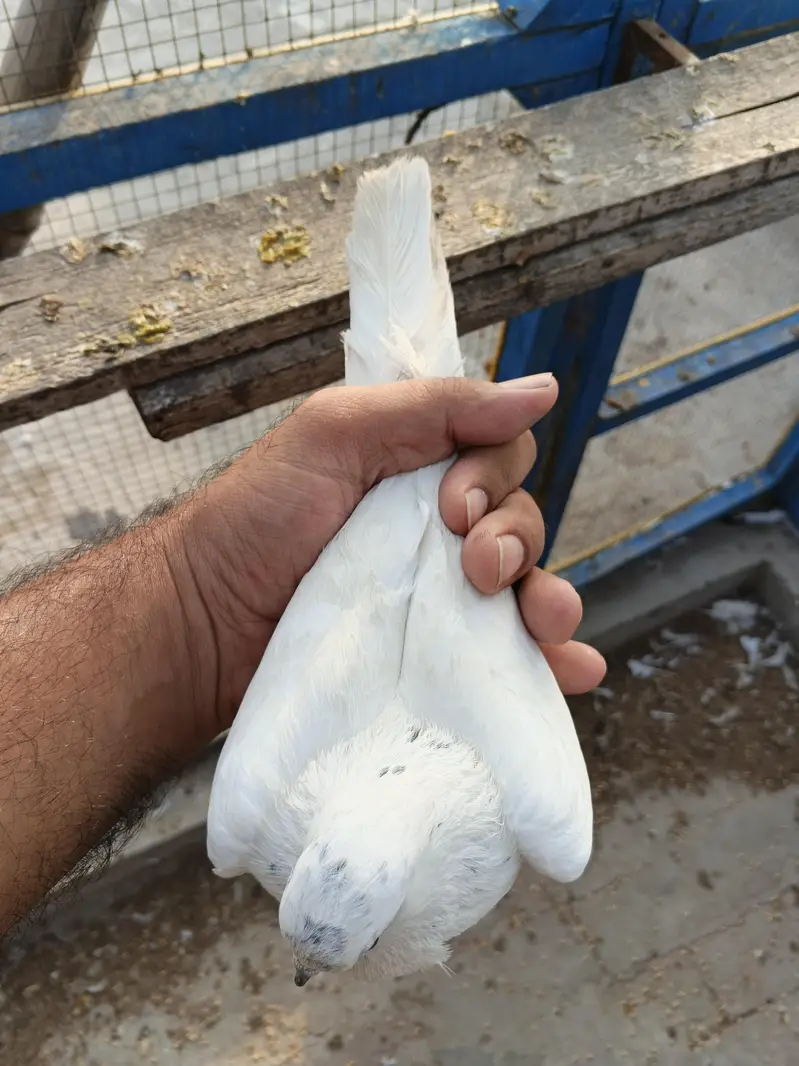 deewan sb wali 2 breeder female — photo 12