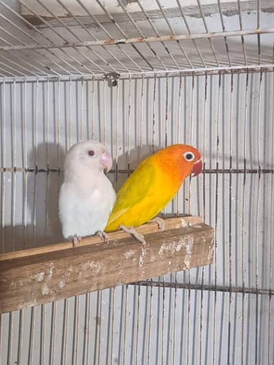 Albino red eye X lutino opaline and cage