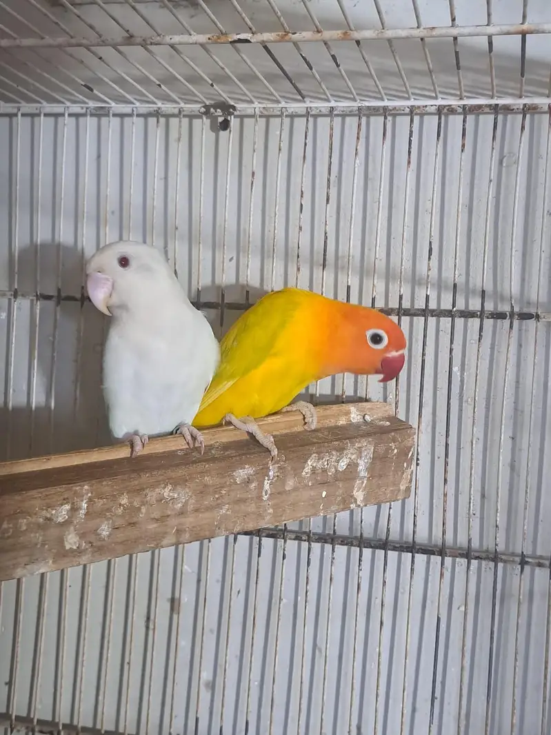 Albino red eye X lutino opaline and cage — photo 2