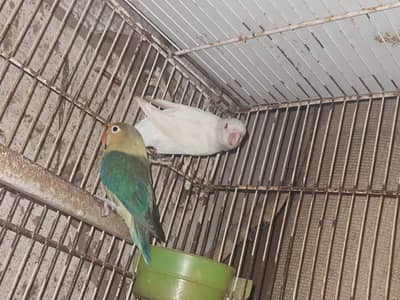 Albino red eye X lutino opaline and cage