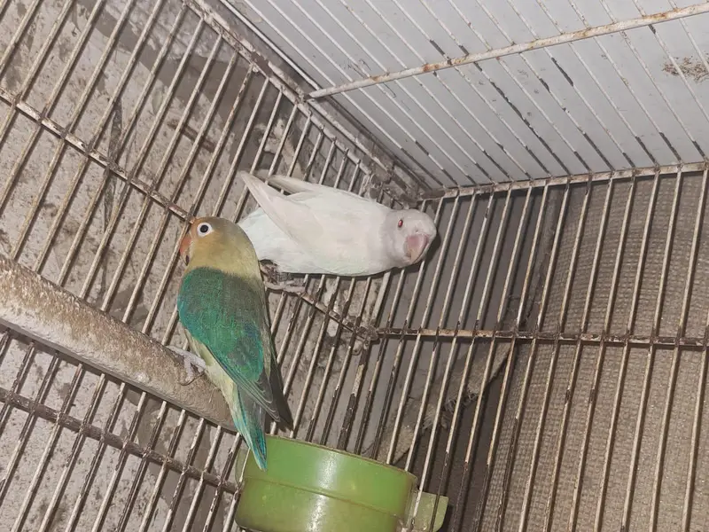 Albino red eye X lutino opaline and cage — photo 3