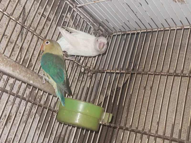 Albino red eye X lutino opaline and cage — photo 4