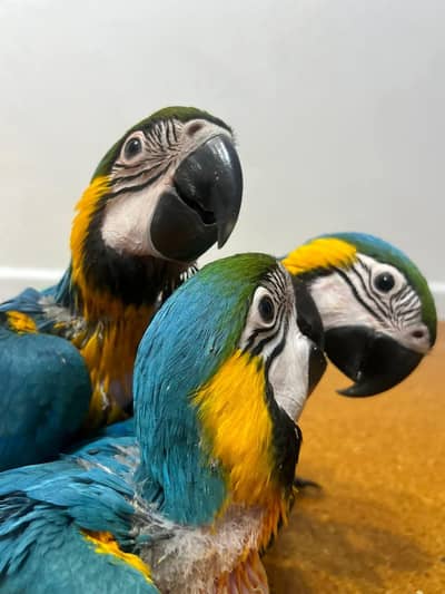blue Macau parrot 6 month age  contact number.  0325.5700. 251