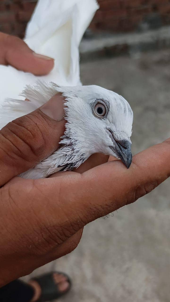 pigeon 0