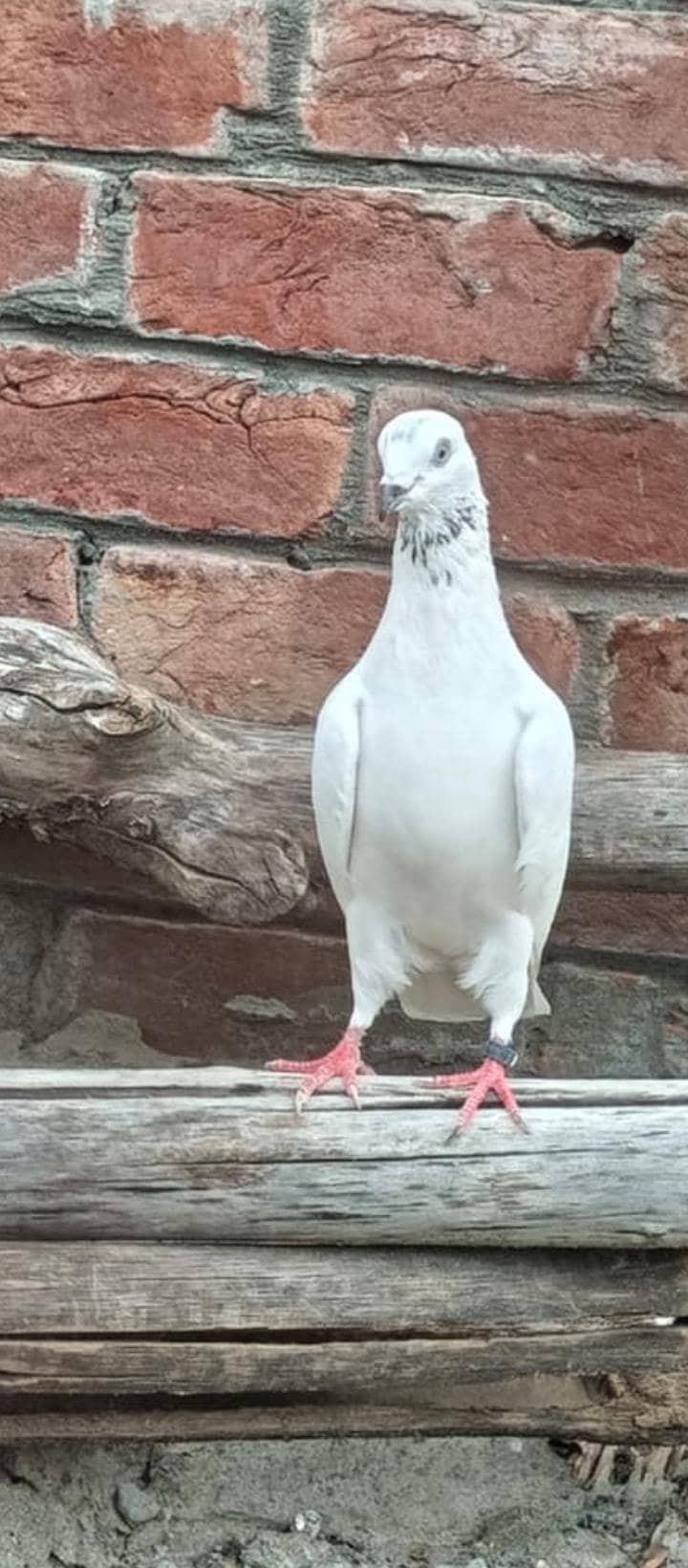 pigeon 1