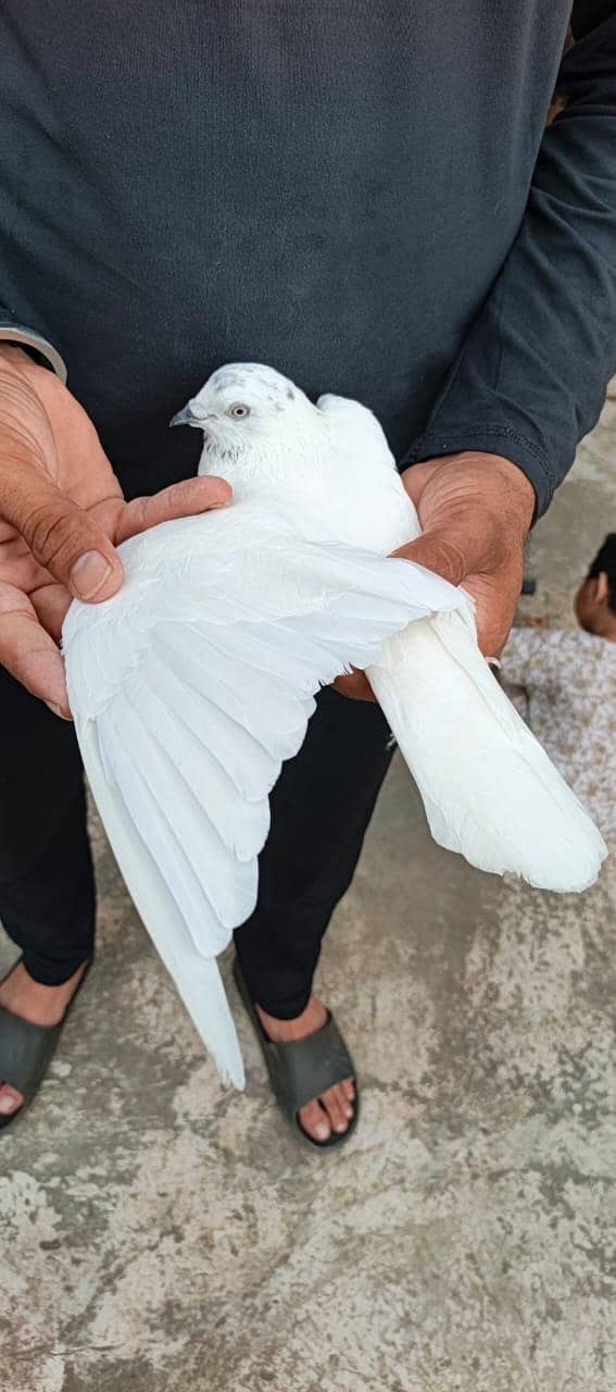 pigeon 2