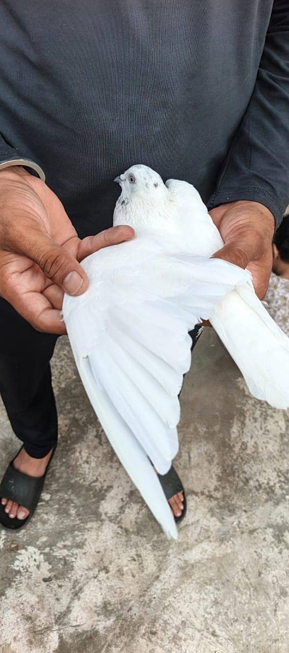 pigeon 3
