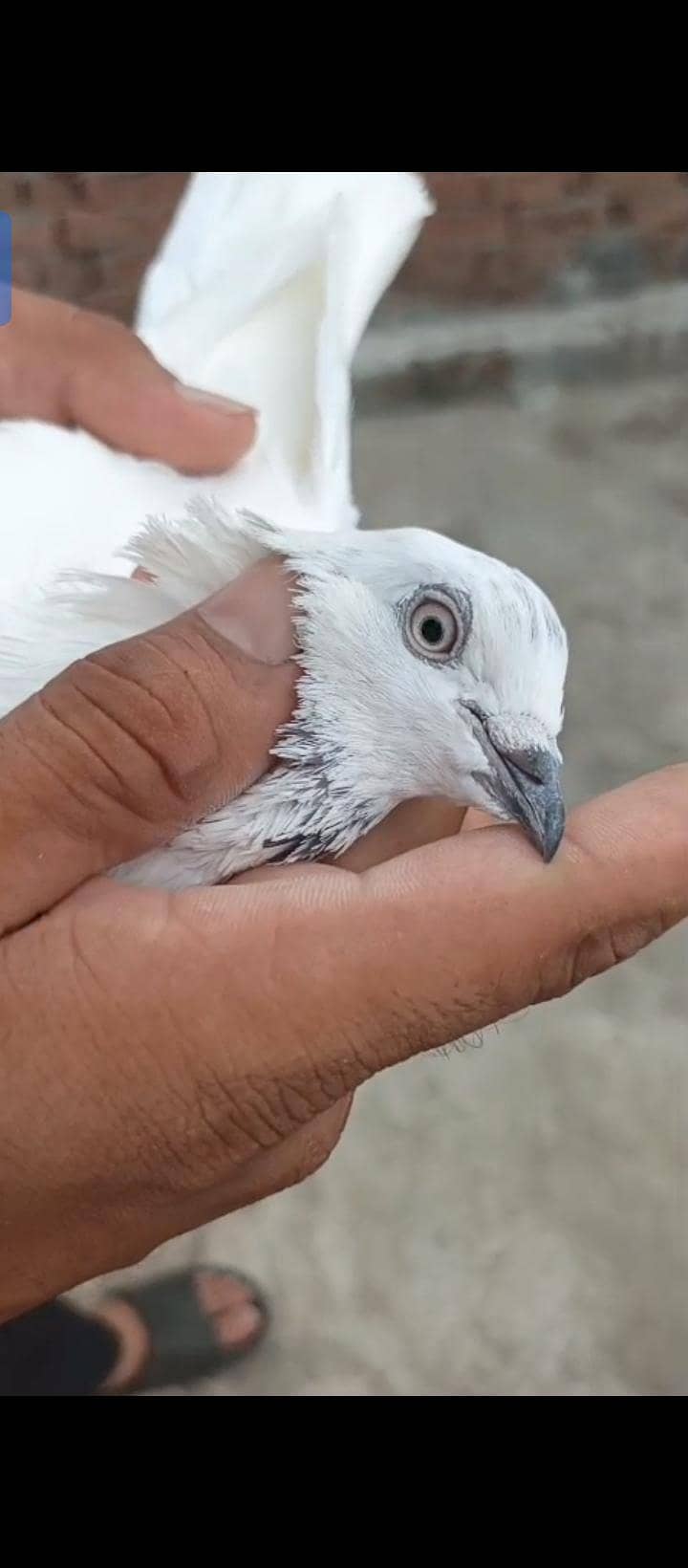 pigeon 4
