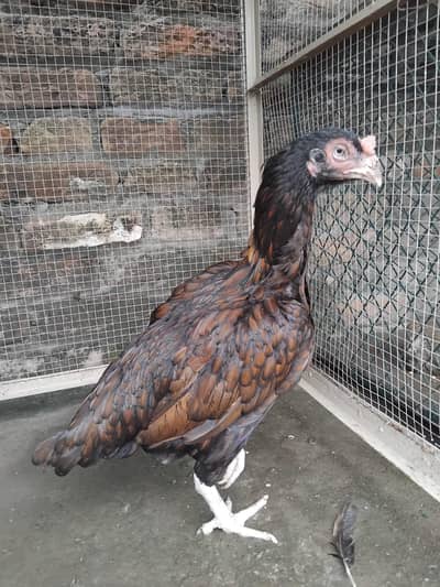 OLD BLOOD LINE MADI QUALITY   BREEDER MADI FOR SALE