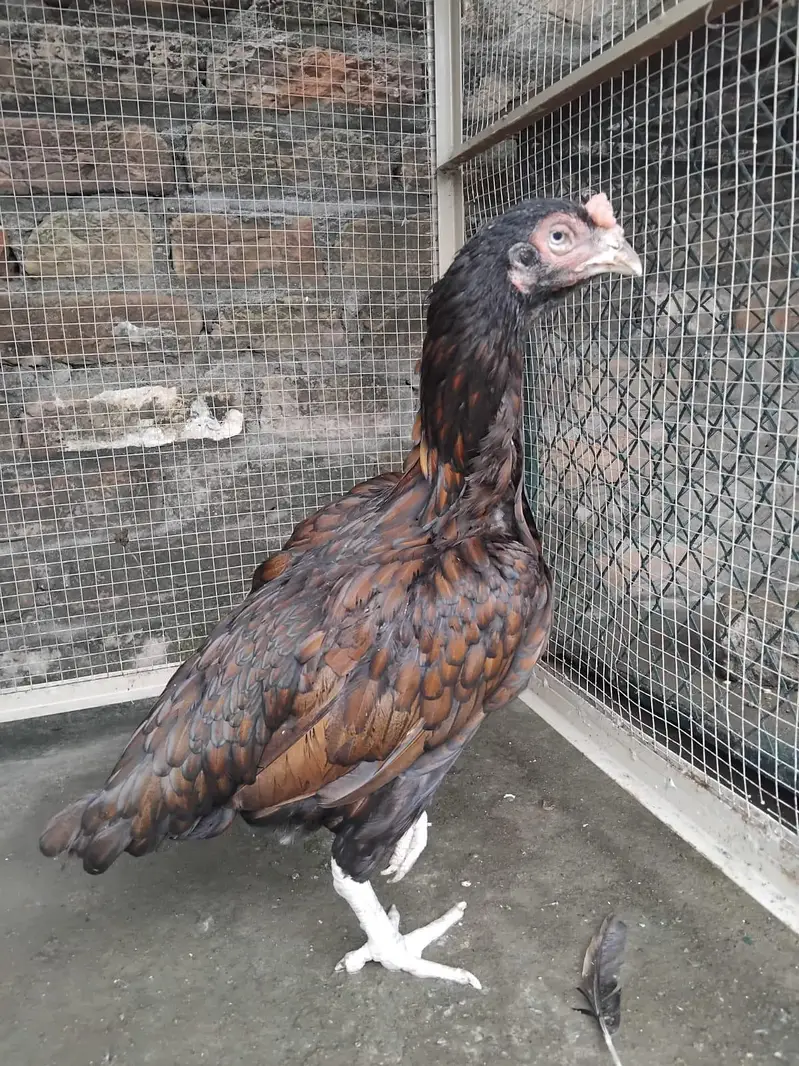 OLD BLOOD LINE MADI QUALITY   BREEDER MADI FOR SALE — photo 2