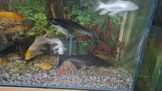 sale fish Oscar fish  goldfish  koi fish bulo line sherk