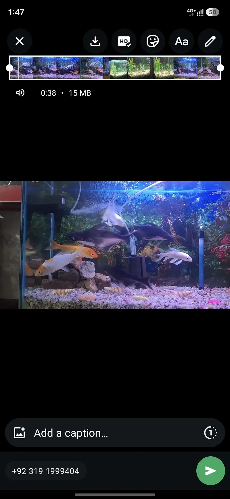 sale fish Oscar fish  goldfish  koi fish bulo line sherk — photo 2