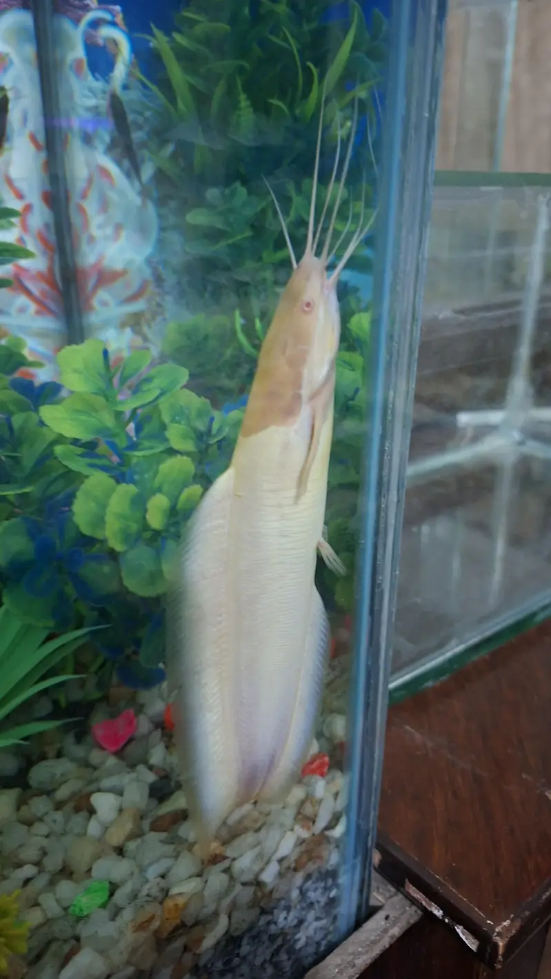 sale fish Oscar fish  goldfish  koi fish bulo line sherk — photo 3