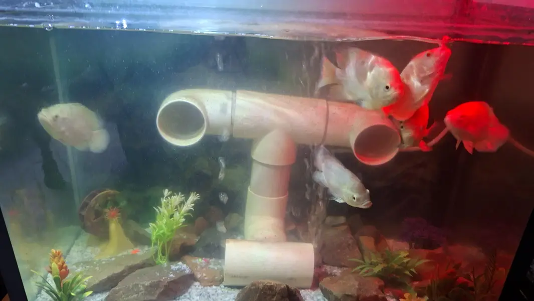 sale fish Oscar fish  goldfish  koi fish bulo line sherk — photo 4