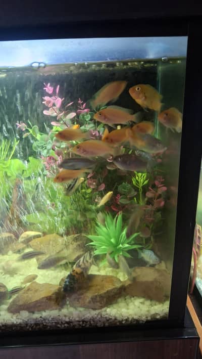 sale fish Oscar fish  goldfish  koi fish available