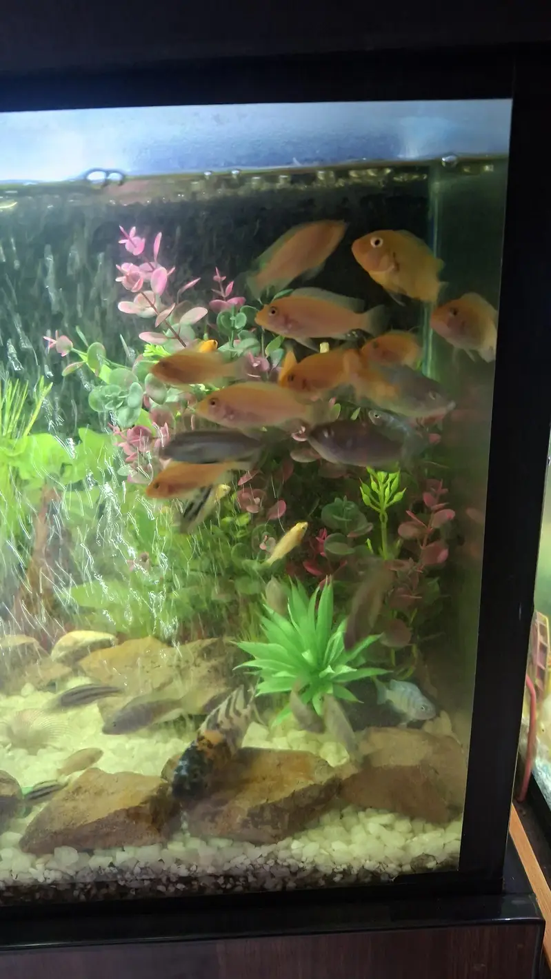sale fish Oscar fish  goldfish  koi fish bulo line sherk — photo 5