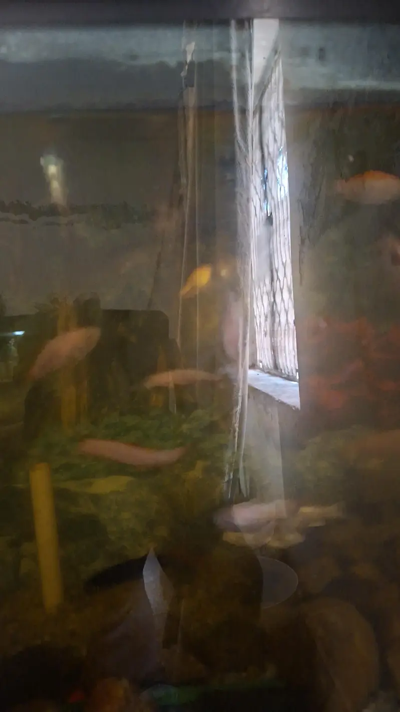 sale fish Oscar fish  goldfish  koi fish bulo line sherk — photo 6