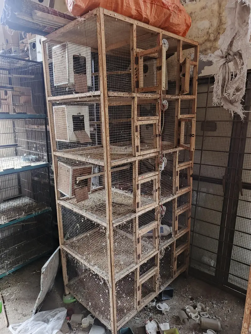 10 portion waley 5 cages hein — photo 2