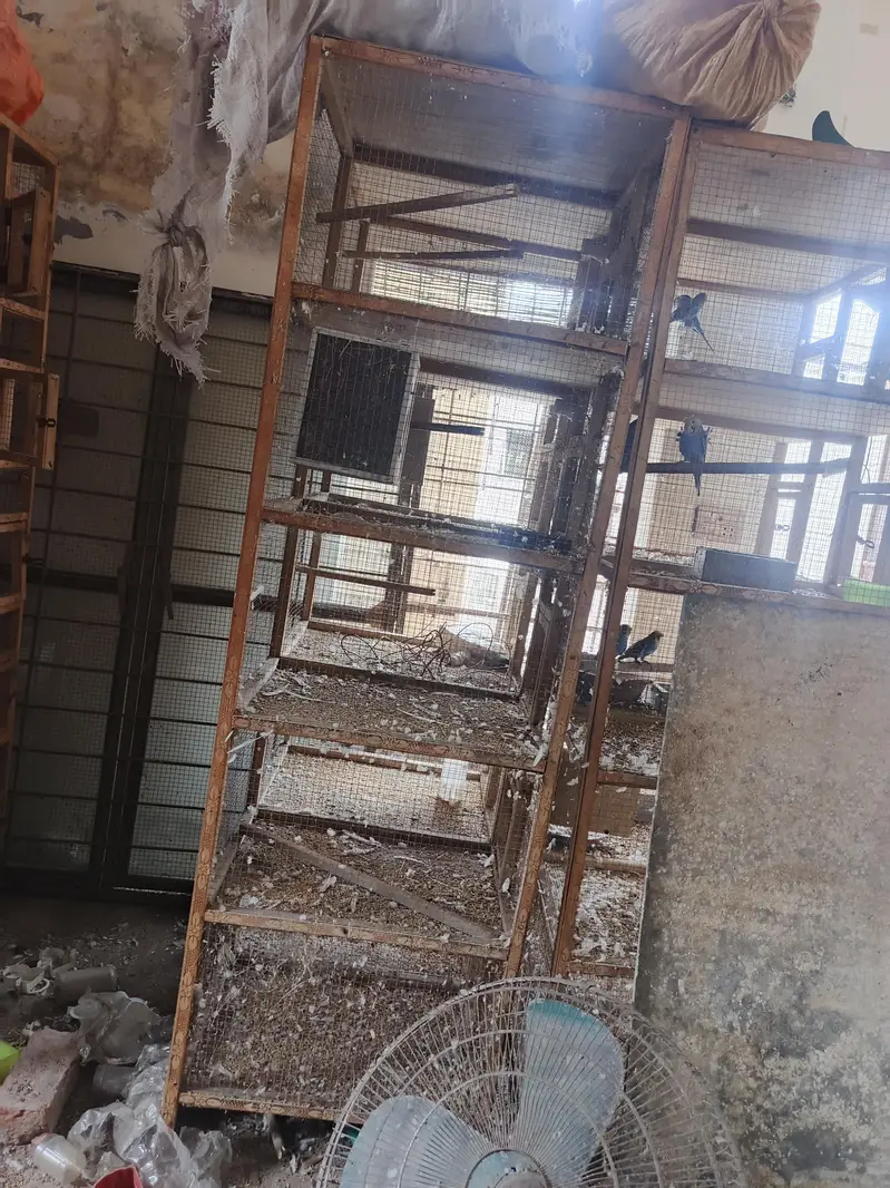 10 portion waley 5 cages hein — photo 3