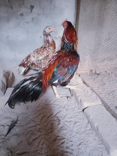 mainwali
