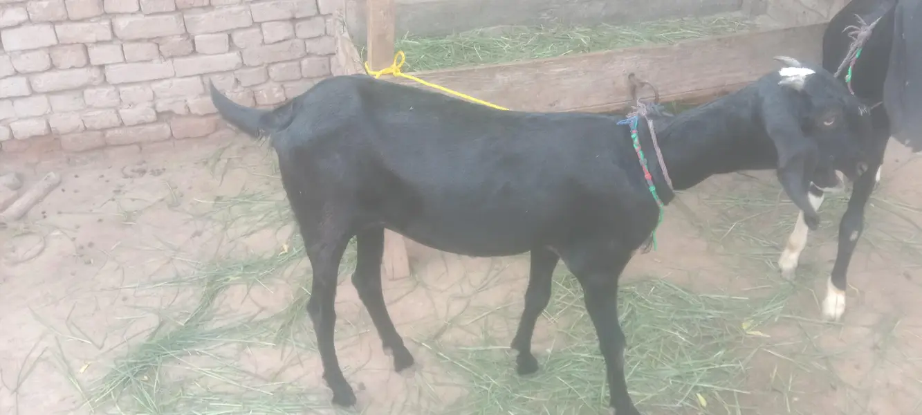 beetal goats bakriyan 3 dasi bakriyan — photo 2