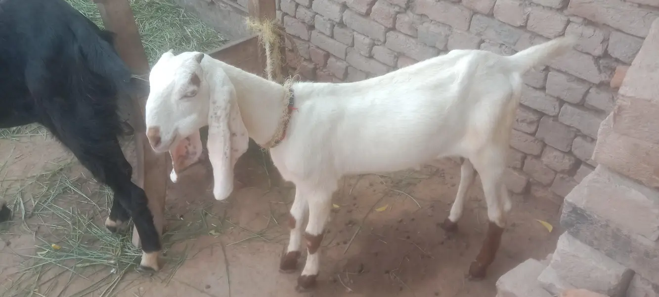 beetal goats bakriyan 3 dasi bakriyan — photo 3