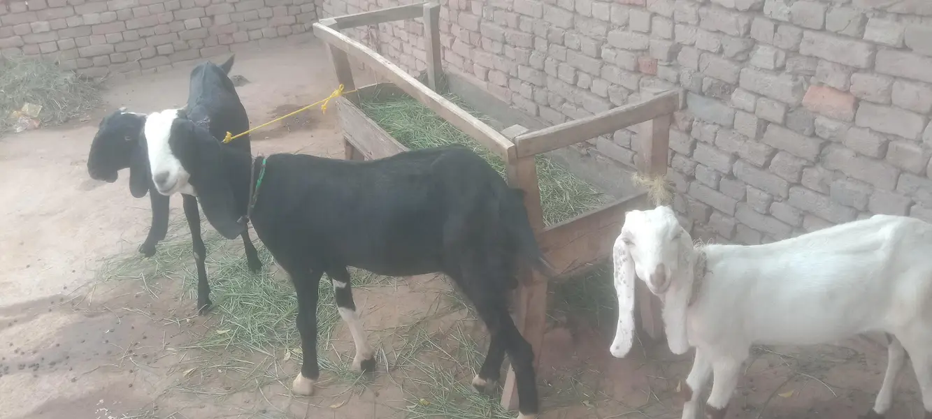 beetal goats bakriyan 3 dasi bakriyan — photo 4