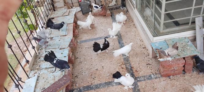 pigeons at sale