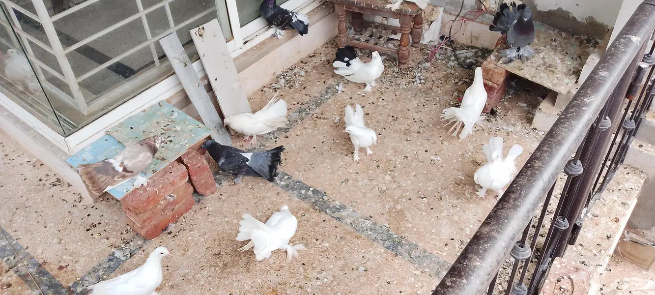 pigeons at sale — photo 2